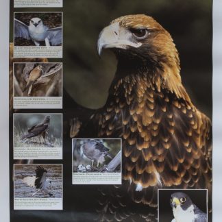 Gould League Birds of Prey Poster