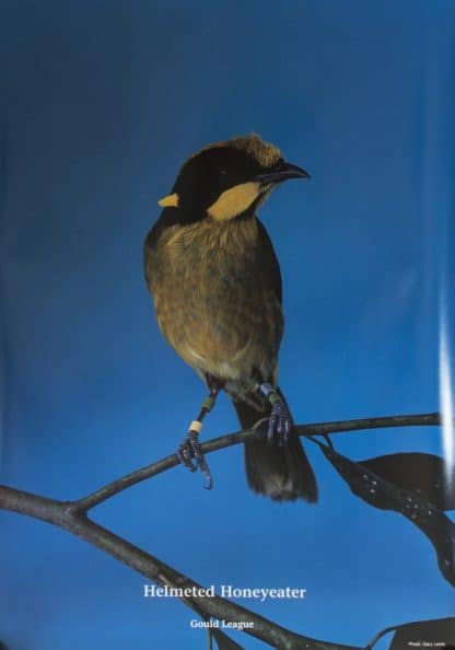 Gould League Honeyeater Endangered Species Poster