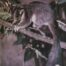 Gould League Leadbeaters Possum Endangered Species Poster