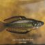 Gould League Lake Eacham Rainbow Fish Endangered Species Poster