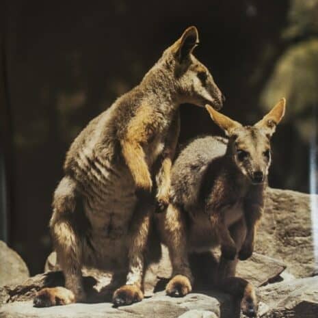 Poster-Endangered-Wallaby-563x800 Gould League Rock Wallaby Endangered Species Poster