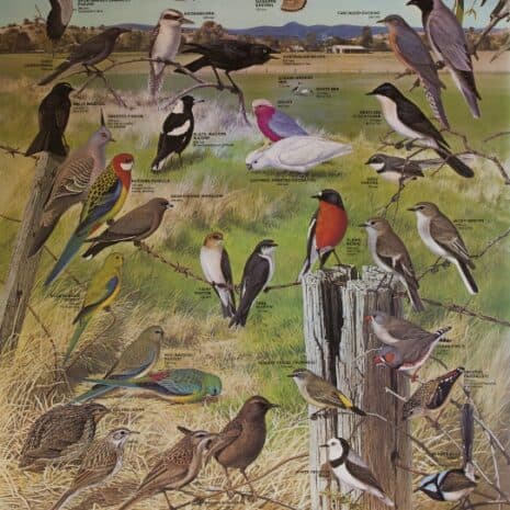 Poster-Farmland-Birds-542x800