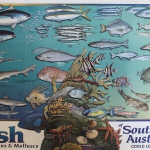 Fish of Southern Australia Poster
