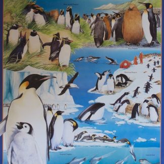 Gould League Penguins Poster