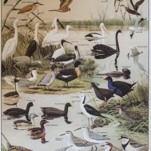 Gould League Wetland Birds Poster