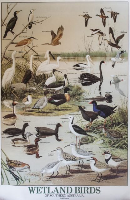 Gould League Wetland Birds Poster