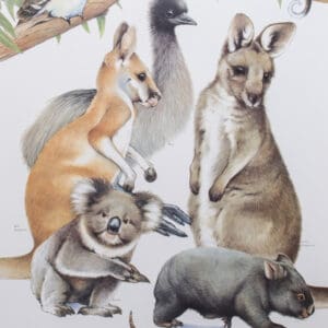 Young Australian Animals Poster - Gould League