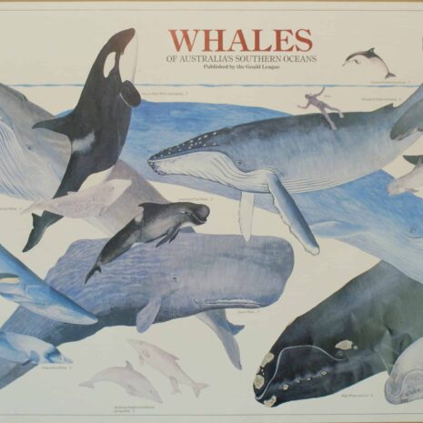 Gould League Whales Poster