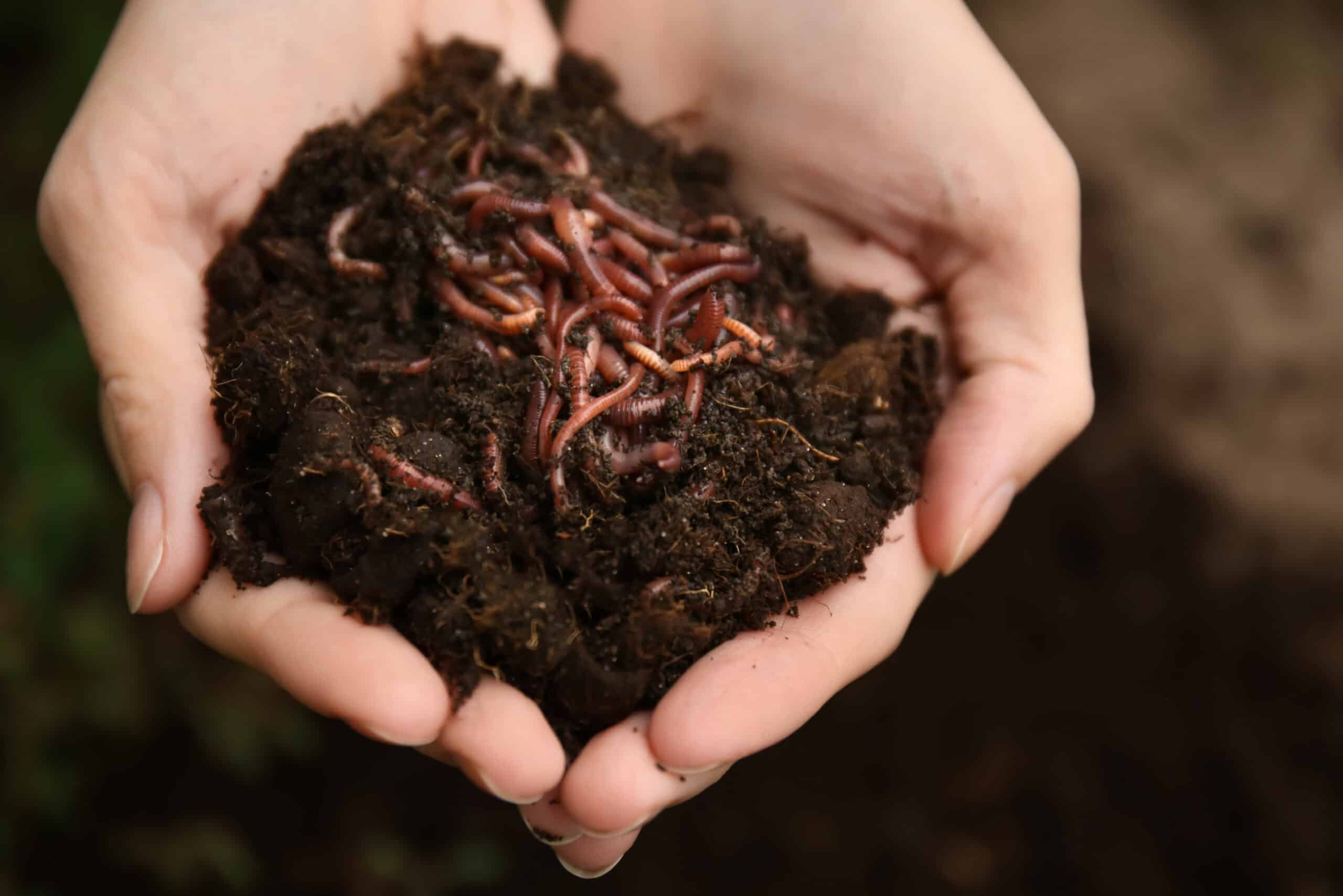 Woman,holding,worms,with,soil,,closeup