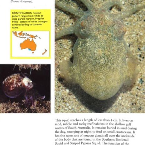 Lace Bottletail Squid Lace Bottletail Squid