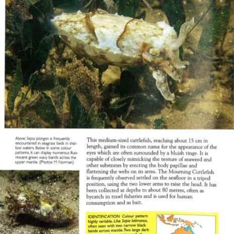 Mourning Cuttlefish Mourning Cuttlefish