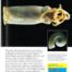 Rams Horn Squid