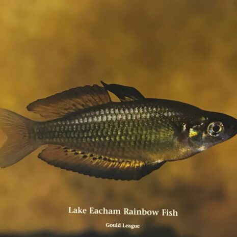 Lake Eacham Rainbow Fish