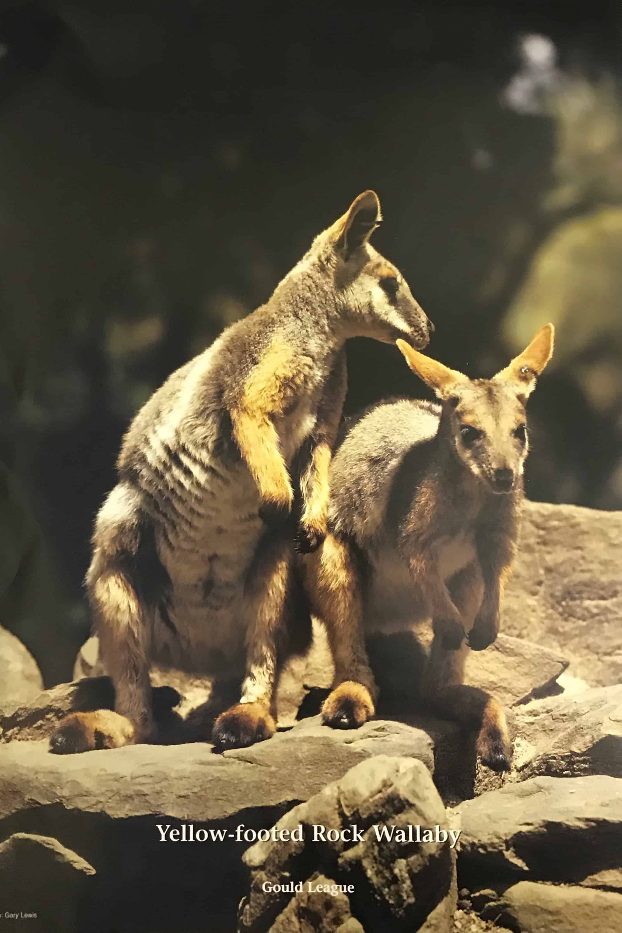 Yellow Footed Rock Wallaby (Endangered Species) Poster – Gould League