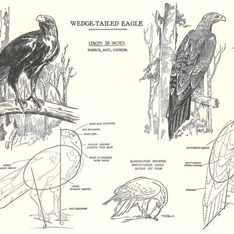 Membership Badges and Certificates Membership Badges and Certificates