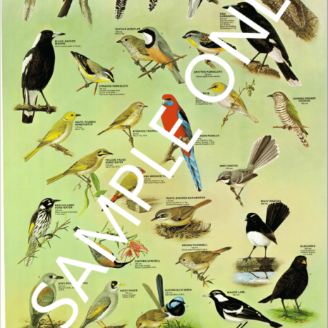 Common Garden Birds