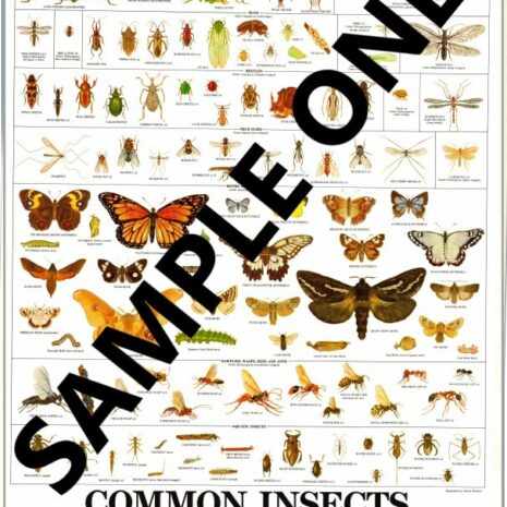 Common Insects Sample Only