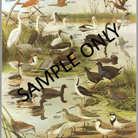 Common Water Birds (Archive)