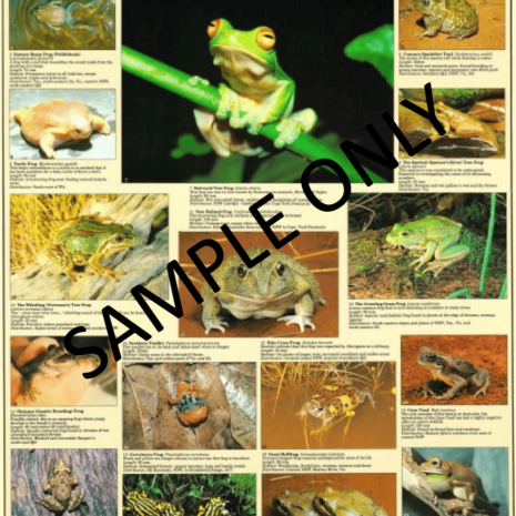 Frogs of Aust