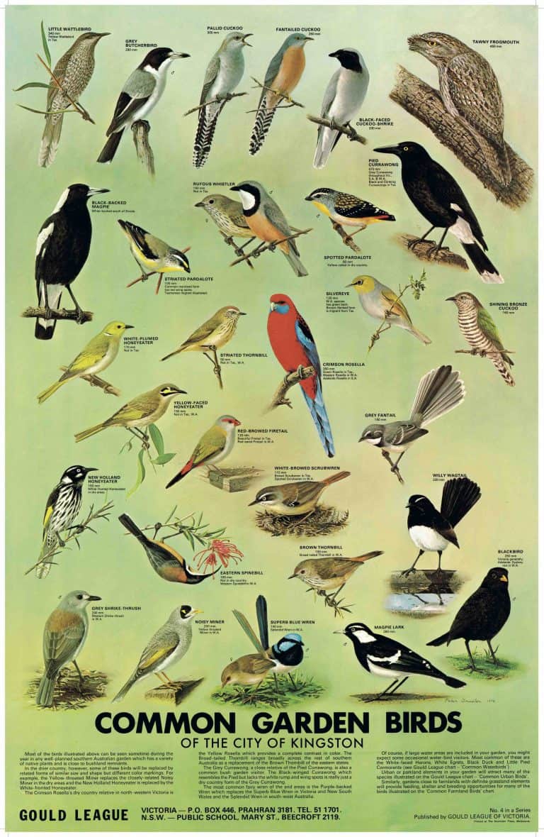 Bird Watching in the City of Kingston Gould League