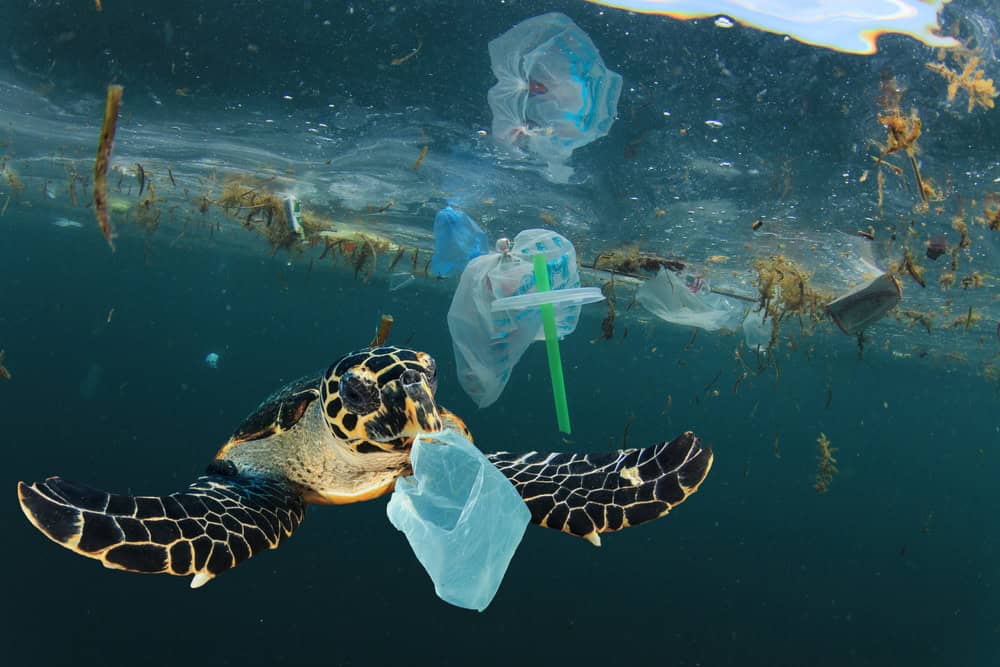 Environmental,issue,of,plastic,pollution,problem.,sea,turtles,can,eat