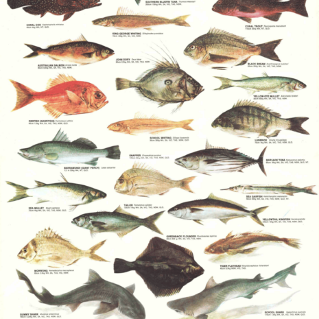 Common Marine Fish of Aust