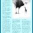 Southern Cassowary Poster Back