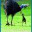 Southern Cassowary Poster FRONT