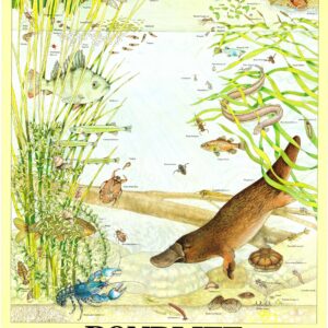 Pondlife of Australia Poster (Archive)