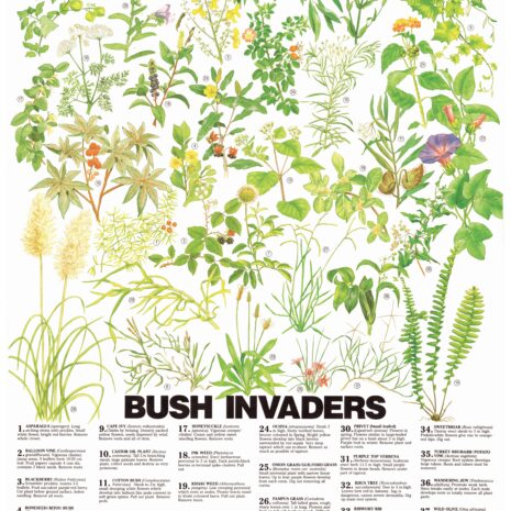 1988 Bush Invaders 1988 Bush Invaders