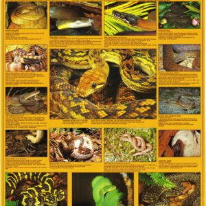 Non-Venomous Snakes of Australia (Archive Series)