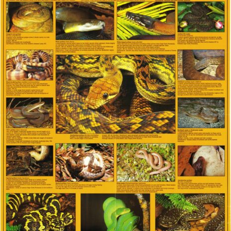 Non Venomous Snakes of Australia distributed by Weekly Times ©️ GLVic