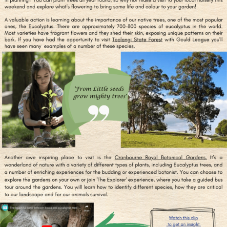 National Tree Day National Tree Day