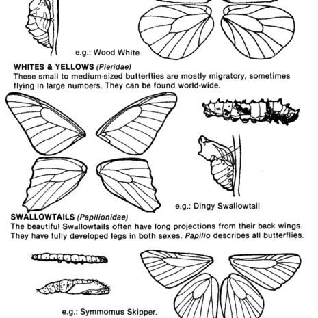 butterfly3 butterfly3