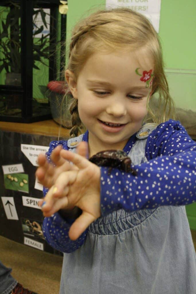 Burrowing coackroach