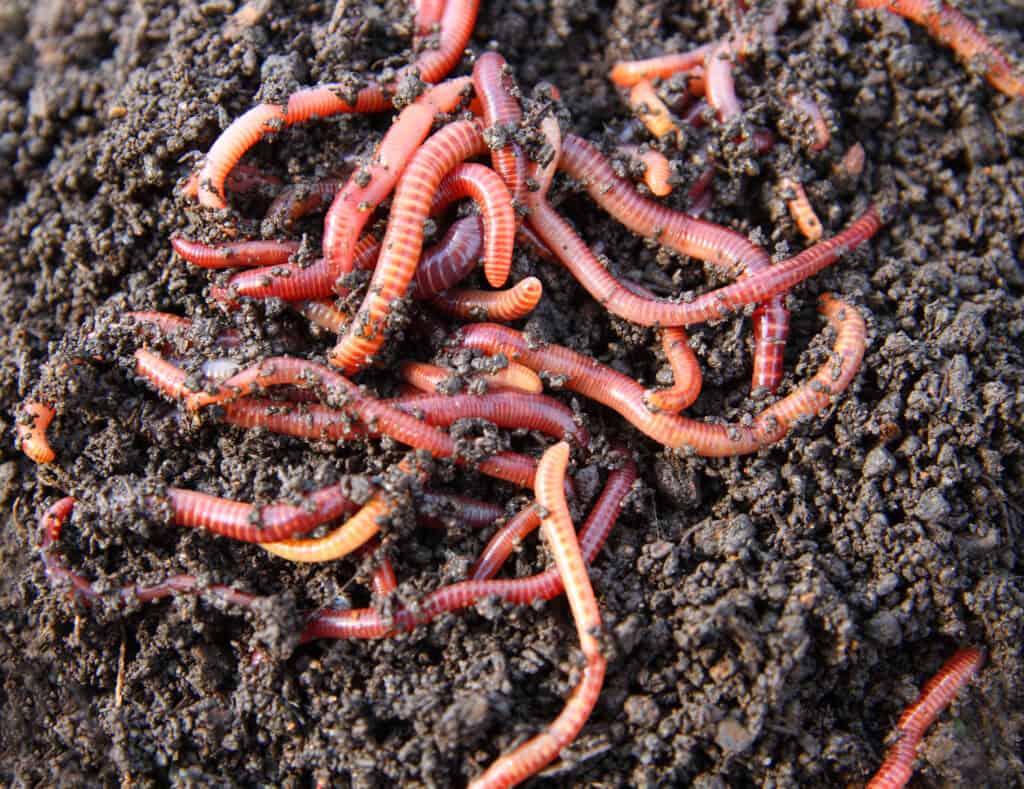 Red,worms,in,compost, ,bait,for,fishing