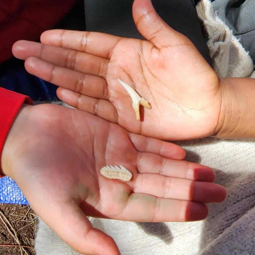 Shark teeth ricketts