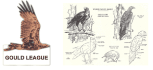 Wedge tail Eagle